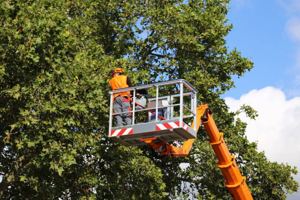 Best Residential Tree Removal  in USA